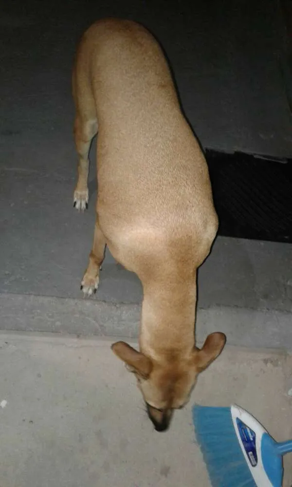 Cachorro raça vira lata idade 3 anos nome Clarinha
