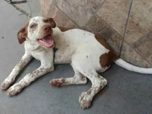 Cachorro raça SRD idade 2 a 6 meses nome scooby