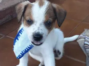 Cachorro raça viralatinha idade Abaixo de 2 meses nome ..40 dias...