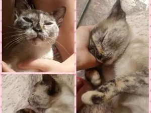 Gato raça SRD idade 2 a 6 meses nome Desconhecido