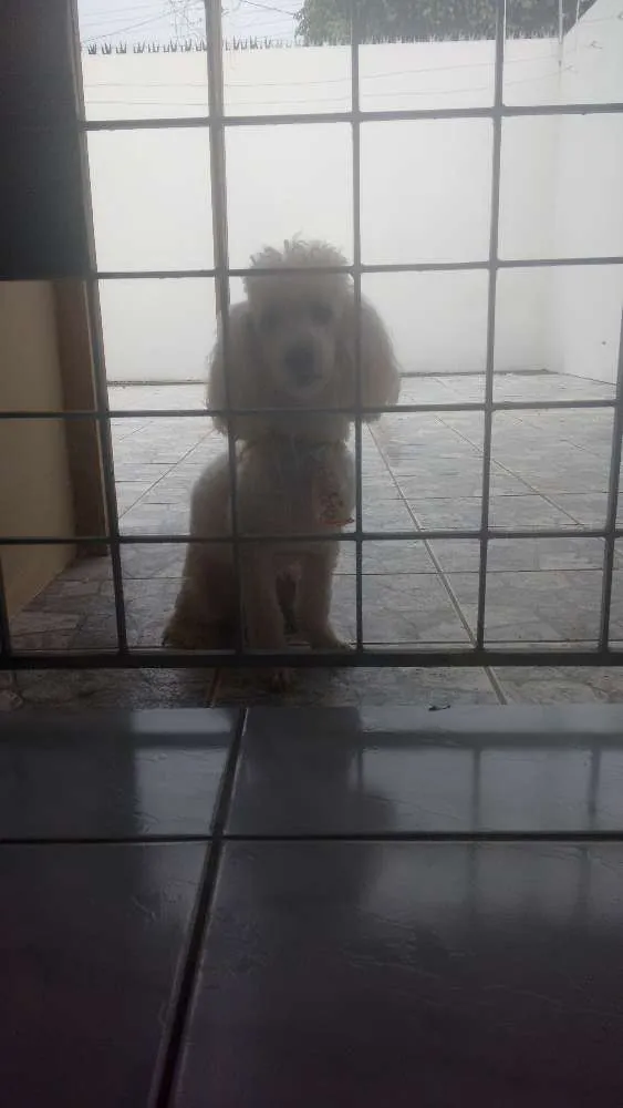 Cachorro raça Poodle idade 2 anos nome Ottis