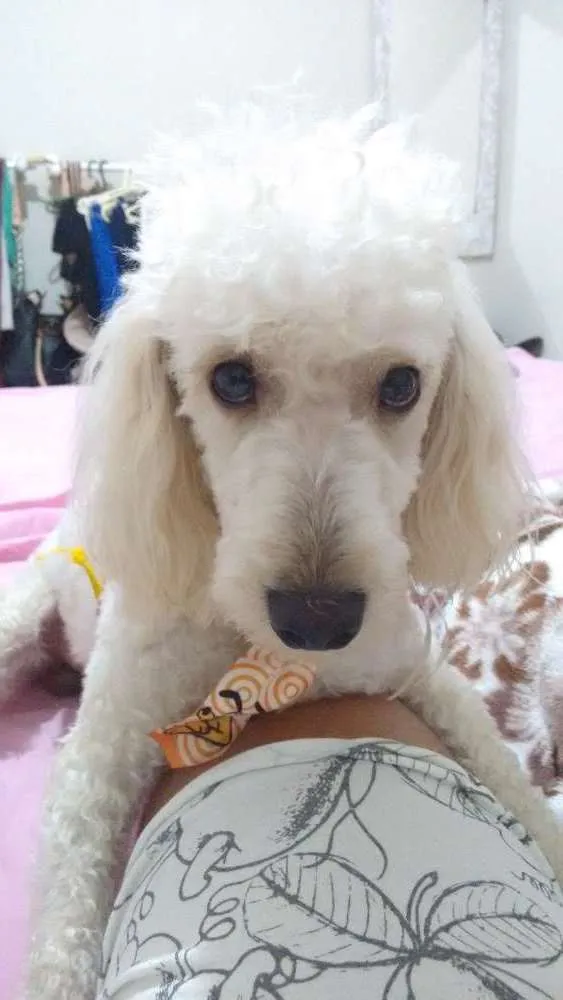 Cachorro raça Poodle idade 2 anos nome Ottis