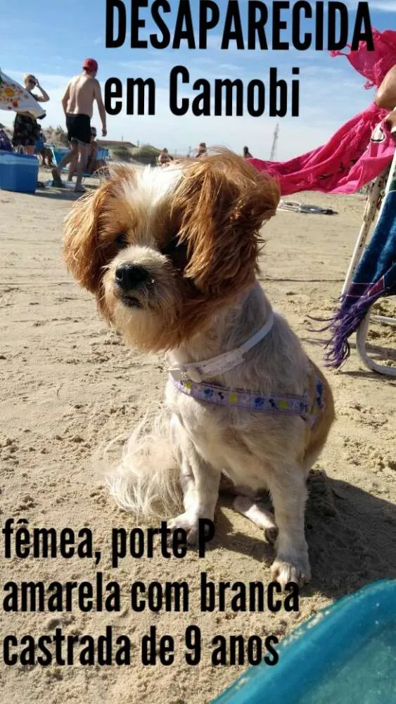 Cachorro ra a Lhasa apso idade 6 ou mais anos nome Lolita