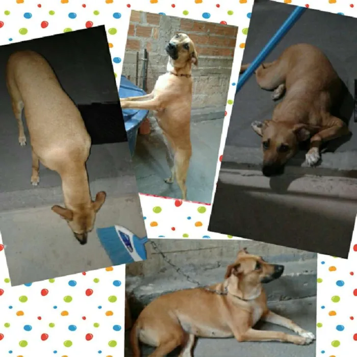 Cachorro raça vira lata idade 3 anos nome Clarinha