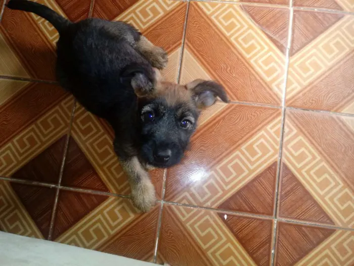 Cachorro ra a Vira-lata idade Abaixo de 2 meses nome Sem nome