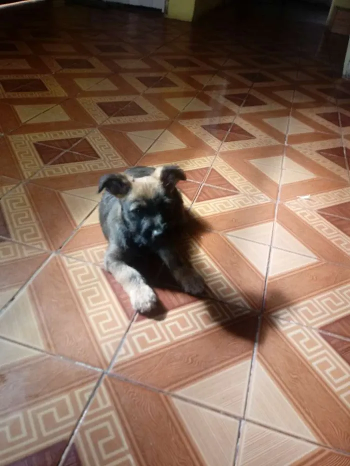 Cachorro ra a Vira-lata idade Abaixo de 2 meses nome Sem nome