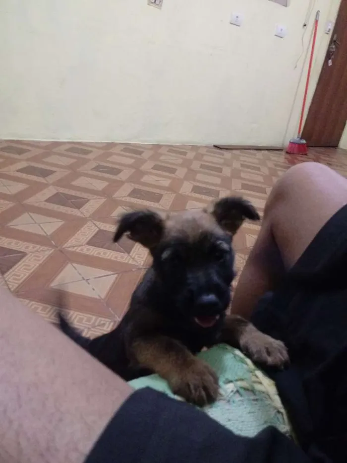 Cachorro ra a Vira-lata idade Abaixo de 2 meses nome Sem nome