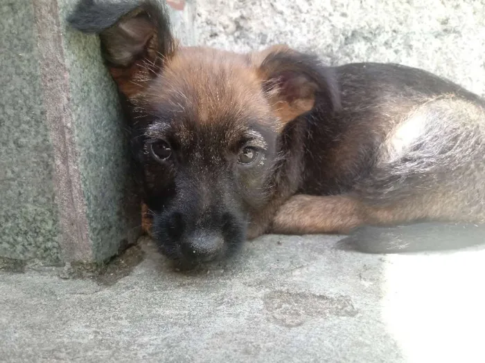 Cachorro ra a Vira-lata idade Abaixo de 2 meses nome Sem nome