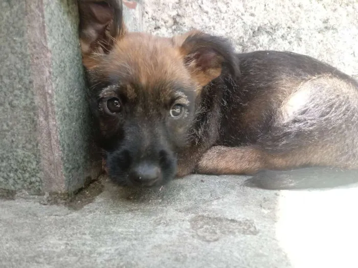 Cachorro ra a Vira-lata idade Abaixo de 2 meses nome Sem nome
