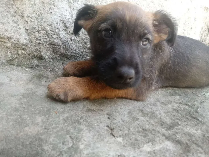Cachorro ra a Vira-lata idade Abaixo de 2 meses nome Sem nome