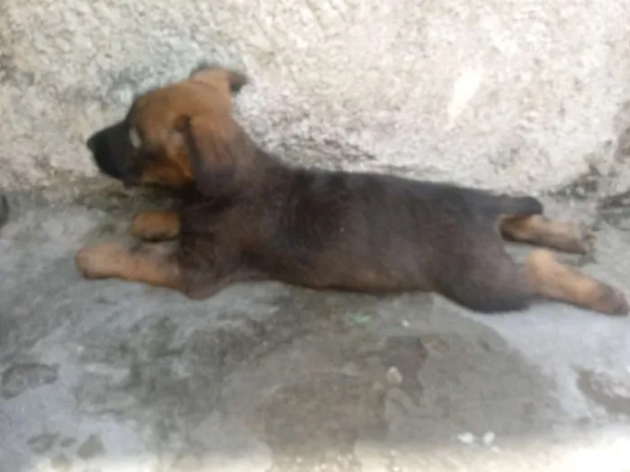 Cachorro ra a Vira-lata idade Abaixo de 2 meses nome Sem nome