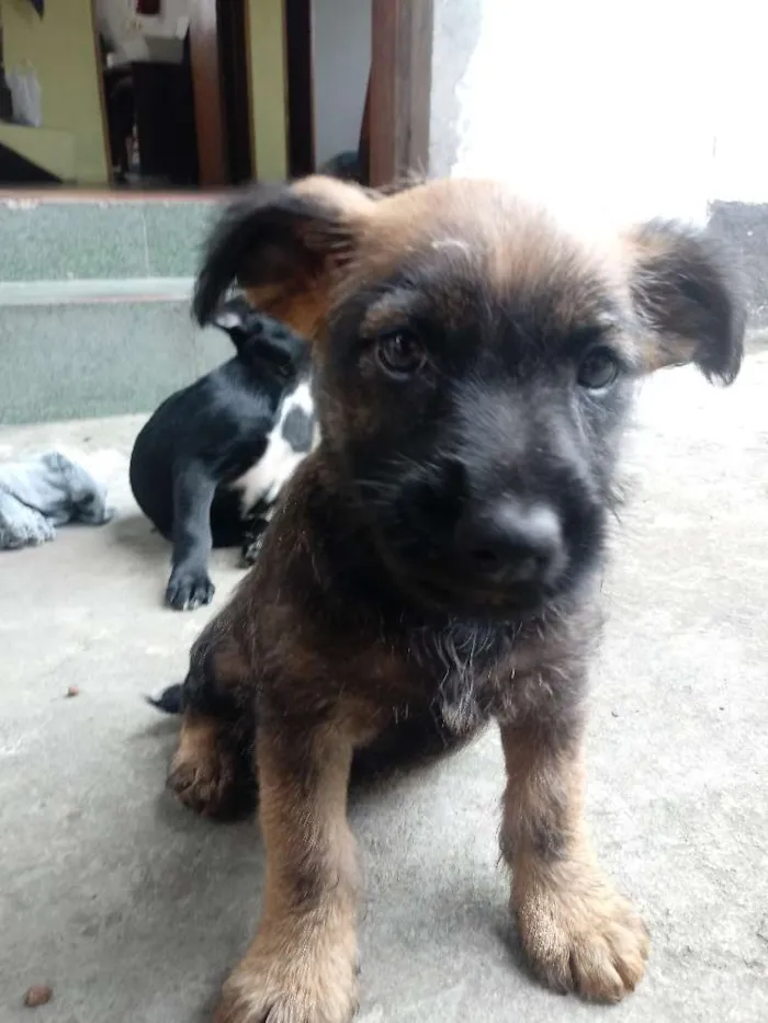 Cachorro ra a Vira-lata idade Abaixo de 2 meses nome Sem nome