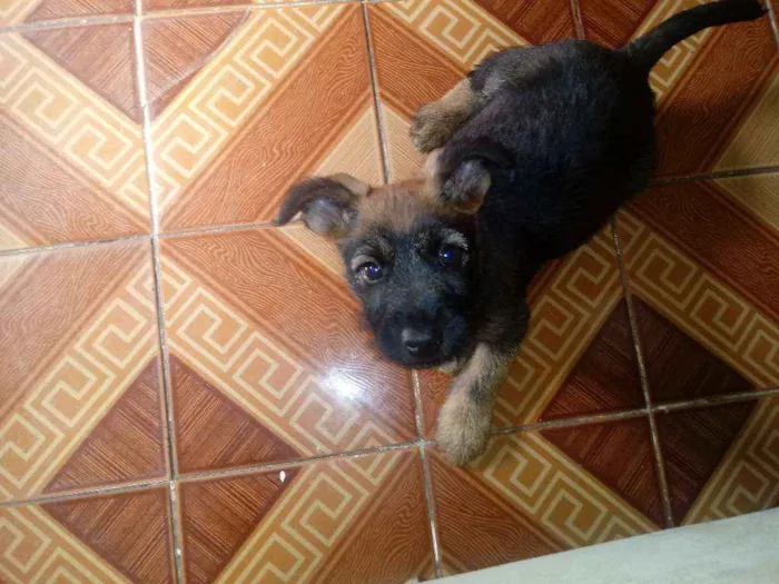 Cachorro ra a Vira-lata idade Abaixo de 2 meses nome Sem nome
