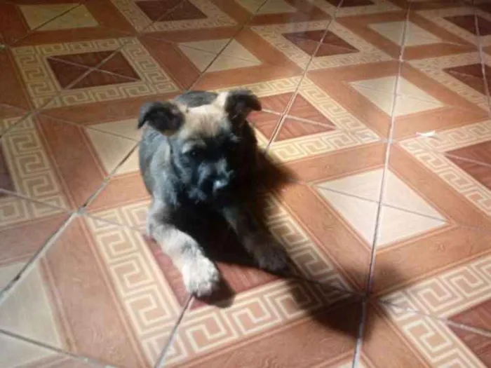 Cachorro ra a Vira-lata idade Abaixo de 2 meses nome Sem nome