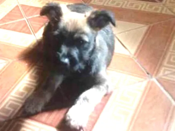 Cachorro ra a Vira-lata idade Abaixo de 2 meses nome Sem nome