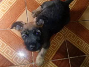 Cachorro raça Vira-lata idade Abaixo de 2 meses nome Sem nome