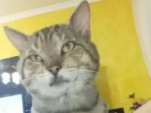 Gato raça SRD idade 5 anos nome Tom