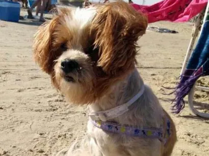 Cachorro raça Lhasa apso idade 6 ou mais anos nome Lolita