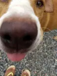 Mel