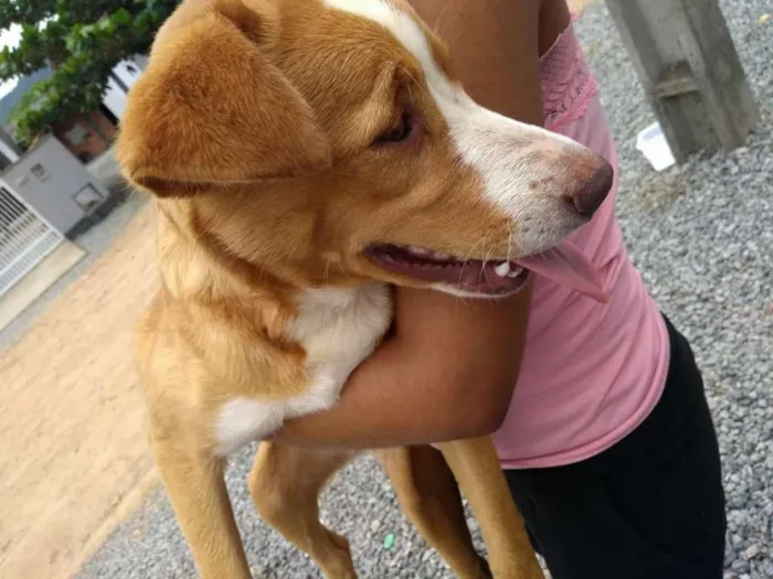 Cachorro ra a Sem raça determinada idade 2 a 6 meses nome Mel