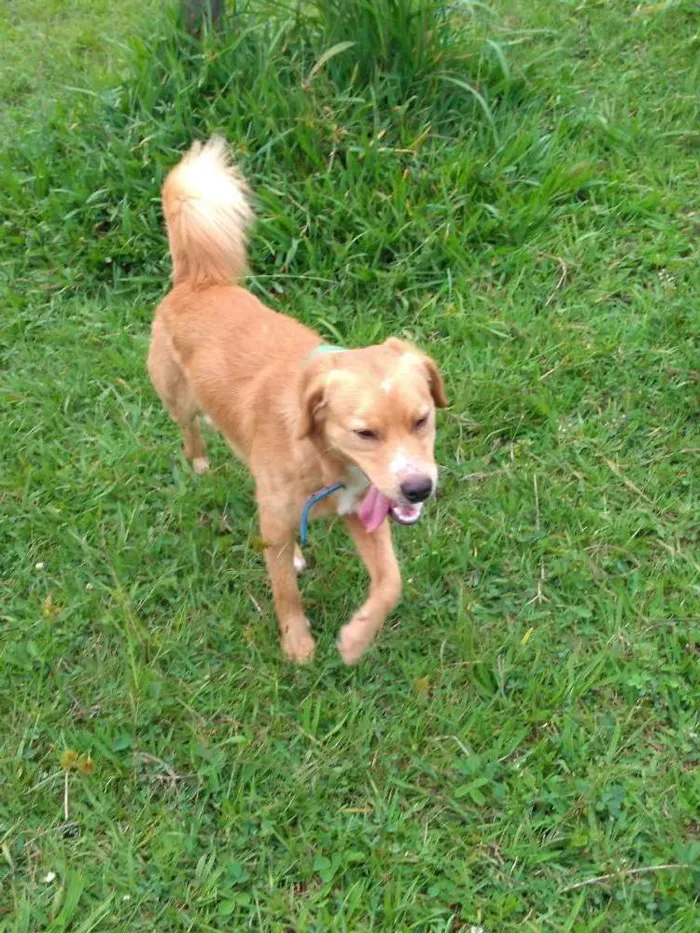 Cachorro ra a SDN idade 7 a 11 meses nome Costelinha