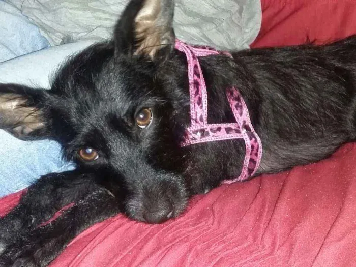 Cachorro ra a  idade 1 ano nome Sofia