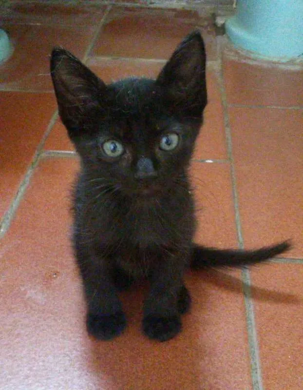 Gato ra a SRD idade Abaixo de 2 meses nome Sem nome