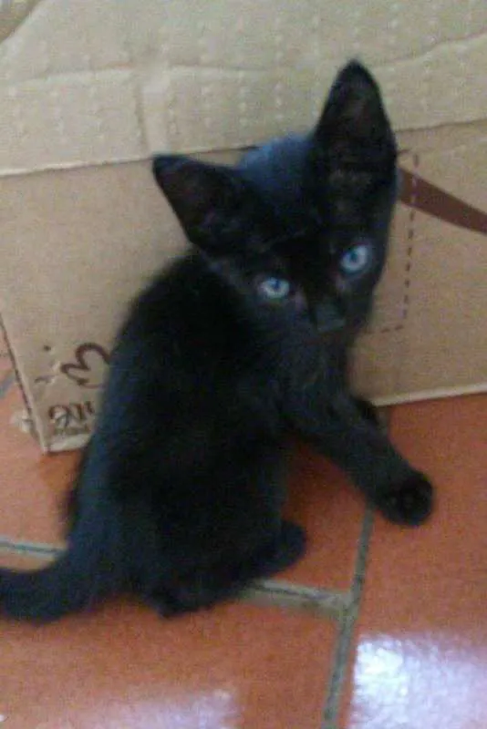 Gato ra a SRD idade Abaixo de 2 meses nome Sem nome