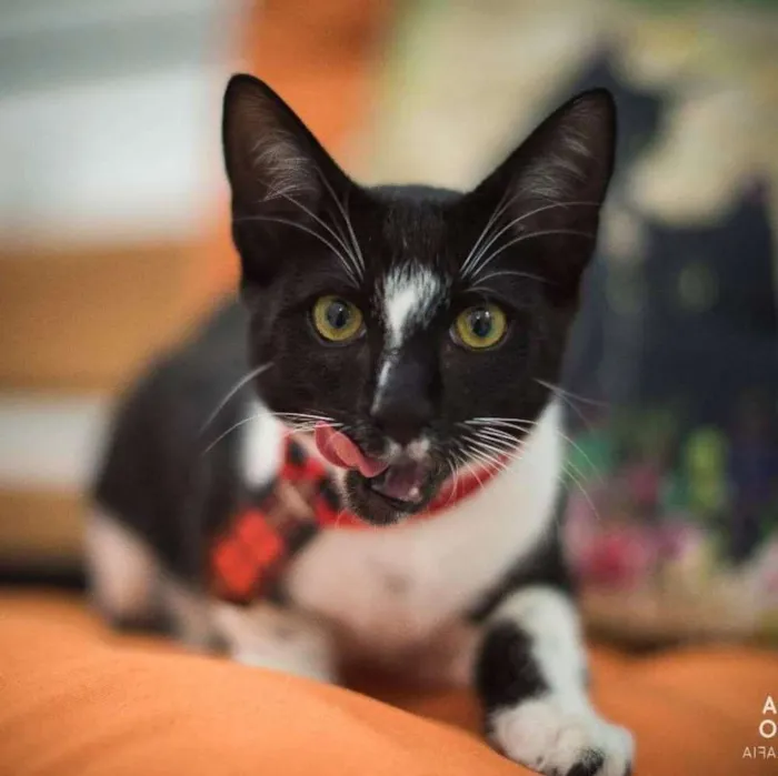 Gato ra a SRD idade 2 a 6 meses nome Maçã