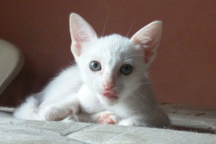 Gato ra a SRD idade Abaixo de 2 meses nome Manchado