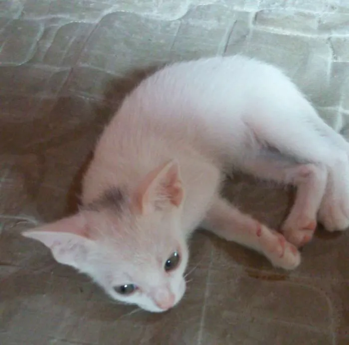 Gato ra a SRD idade Abaixo de 2 meses nome Manchado