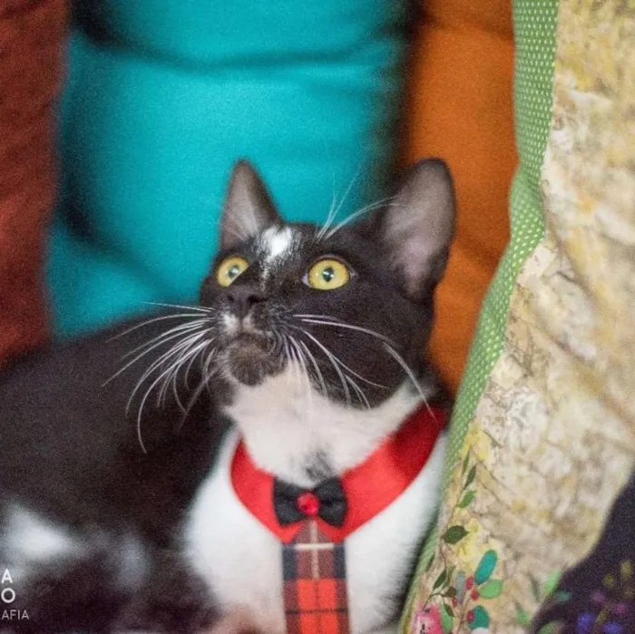 Gato ra a SRD idade 2 a 6 meses nome Maçã