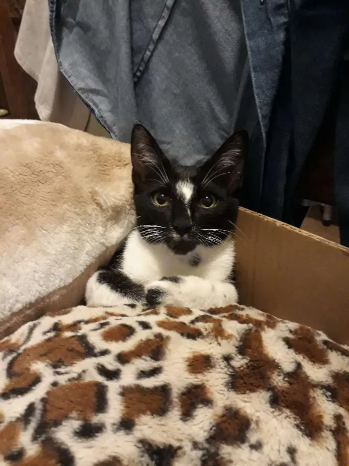 Gato ra a SRD idade 2 a 6 meses nome Maçã