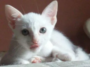 Gato raça SRD idade Abaixo de 2 meses nome Manchado