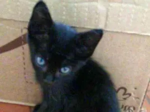 Gato raça SRD idade Abaixo de 2 meses nome Sem nome