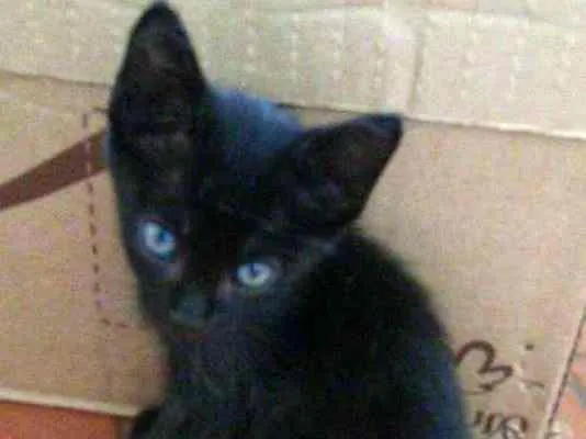 Gato ra a SRD idade Abaixo de 2 meses nome Sem nome