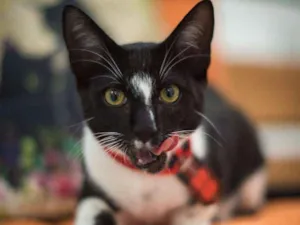 Gato raça SRD idade 2 a 6 meses nome Maçã