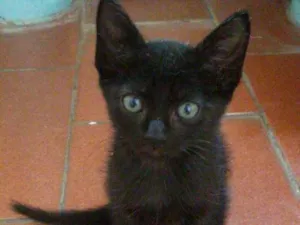 Gato raça SRD idade Abaixo de 2 meses nome Sem nome