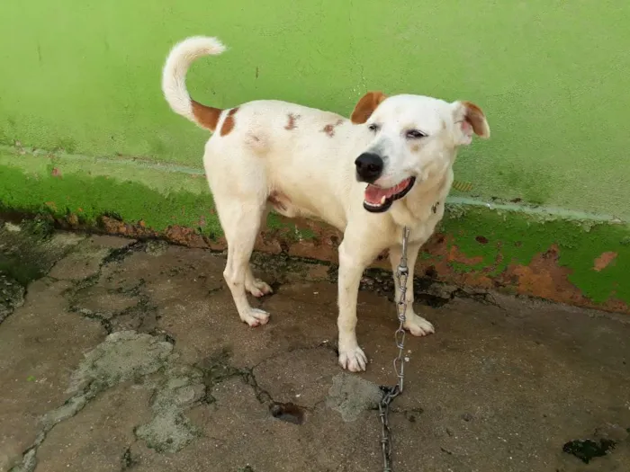 Cachorro raça Srd idade 2 anos nome Brancao