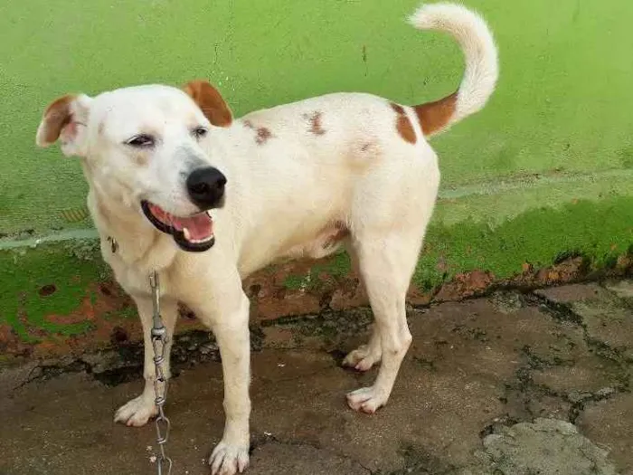 Cachorro raça Srd idade 2 anos nome Brancao