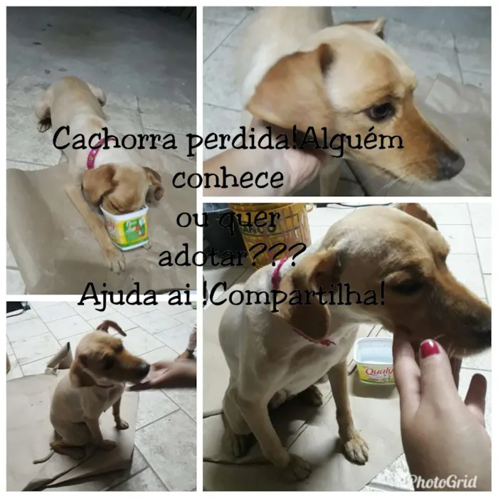 Cachorro raça Viralata idade 1 ano nome Tiana