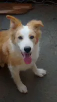 Chico