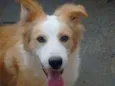 Chico