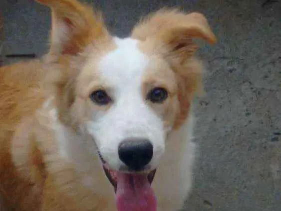Cachorro raça Labrador misturado com cocker idade 7 a 11 meses nome Chico