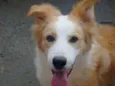 Chico