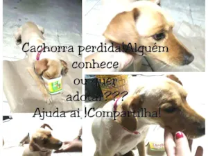Cachorro raça Viralata idade 1 ano nome Tiana