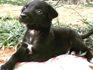 Cachorro raça SRD idade Abaixo de 2 meses nome Bola e pinta