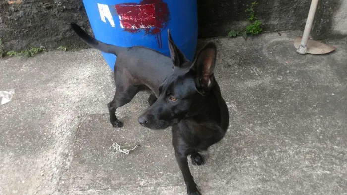 Cachorro ra a SRD idade 2 anos nome Luna
