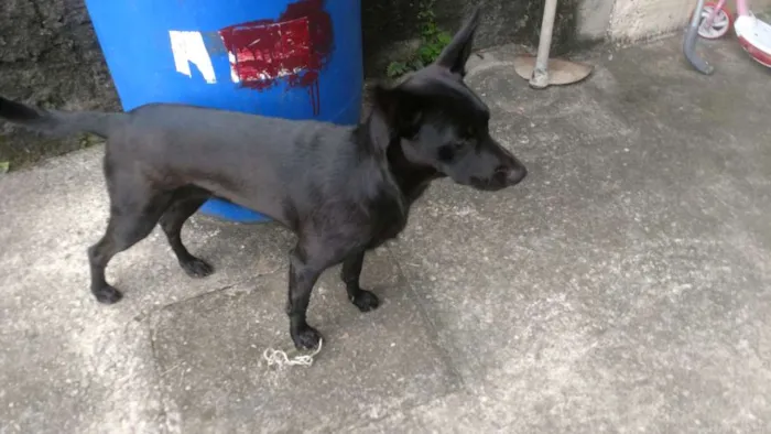 Cachorro ra a SRD idade 2 anos nome Luna