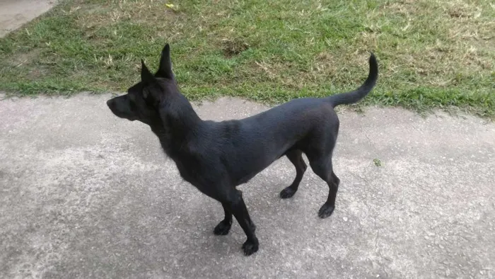 Cachorro ra a SRD idade 2 anos nome Luna